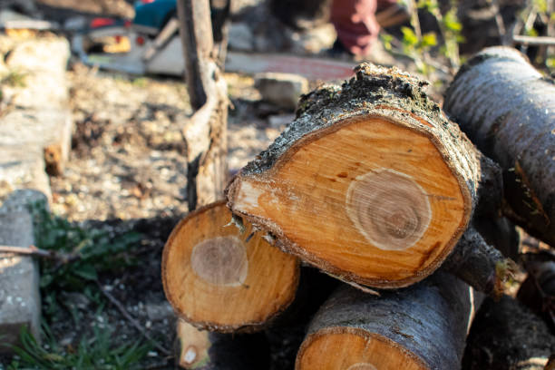 Reliable Beechwood, MI Tree Care Solutions