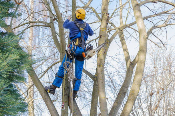 How Our Tree Care Process Works  in  Beechwood, MI